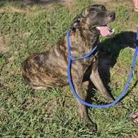 Brin, a female Belgian Malinois and Dutch Shepherd for sale in Douglass, KS – Photo 3 of 10