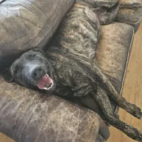 Brin, a female Belgian Malinois and Dutch Shepherd for sale in Douglass, KS – Photo 9 of 10