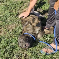 Brin, a female Belgian Malinois and Dutch Shepherd for sale in Douglass, KS – Photo 6 of 10