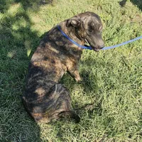 Brin, a female Belgian Malinois and Dutch Shepherd for sale in Douglass, KS – Photo 4 of 10