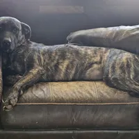 Brin, a female Belgian Malinois and Dutch Shepherd for sale in Douglass, KS – Photo 7 of 10