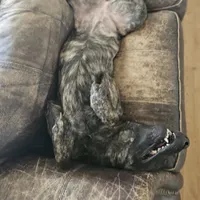 Brin, a female Belgian Malinois and Dutch Shepherd for sale in Douglass, KS – Photo 5 of 10