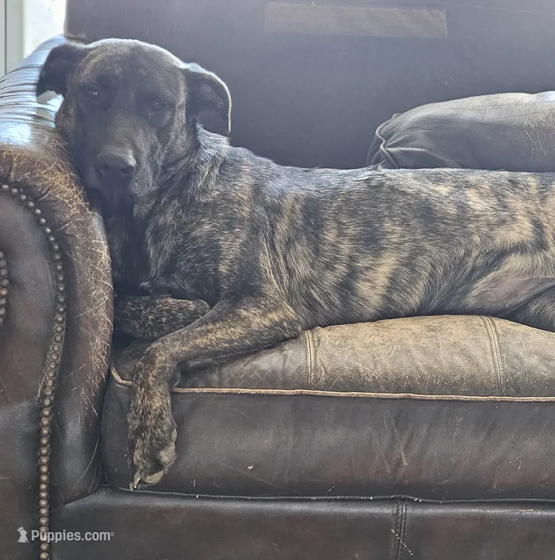 Brin – Belgian Malinois, Dutch Shepherd puppy for sale in Douglass, KS