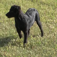 Rebel, a male Border Collie and Italian Greyhound for sale in Douglass, KS – 4 of 5