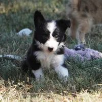 Ian, a male Border Collie for sale in Douglass, KS – 2 of 4