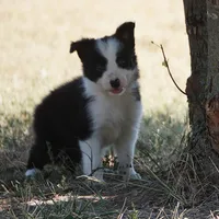 Isla, a female Border Collie for sale in Douglass, KS – 2 of 5