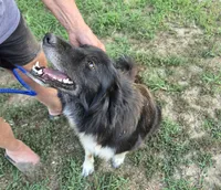 Oakley, a female Border Collie and Great Pyrenees for sale in Douglass, KS – 1 of 7