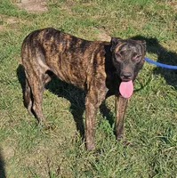 Brin, a female Belgian Malinois and Dutch Shepherd for sale in Douglass, KS – 5 of 8