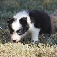 India, a female Border Collie for sale in Douglass, KS – 2 of 4