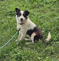 Grace, a female Border Collie and Great Pyrenees for sale in Douglass, KS – 2 of 2