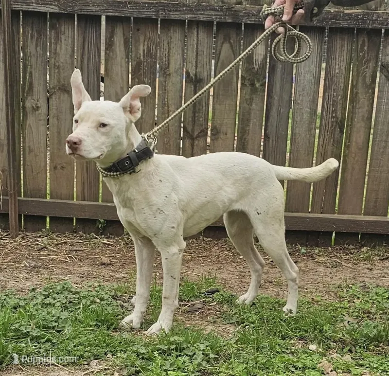 Pearl – Border Collie puppy for sale in Douglass, KS