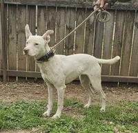 Pearl, a female Border Collie for sale in Douglass, KS – 1 of 2