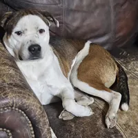 Rex, a male Australian Cattle Dog and Boxer for sale in Douglass, KS – Photo 3 of 9