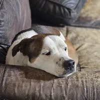 Rex, a male Australian Cattle Dog and Boxer for sale in Douglass, KS – Photo 8 of 9