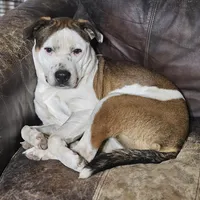 Rex, a male Australian Cattle Dog and Boxer for sale in Douglass, KS – Photo 5 of 9