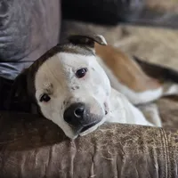 Rex, a male Australian Cattle Dog and Boxer for sale in Douglass, KS – Photo 2 of 9