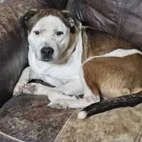 Rex, a male Australian Cattle Dog and Boxer for sale in Douglass, KS – Photo 7 of 9