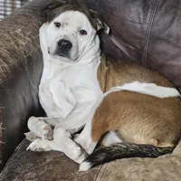 Rex, a male Australian Cattle Dog and Boxer for sale in Douglass, KS – Photo 9 of 9