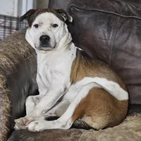 Rex, a male Australian Cattle Dog and Boxer for sale in Douglass, KS – Photo 6 of 9