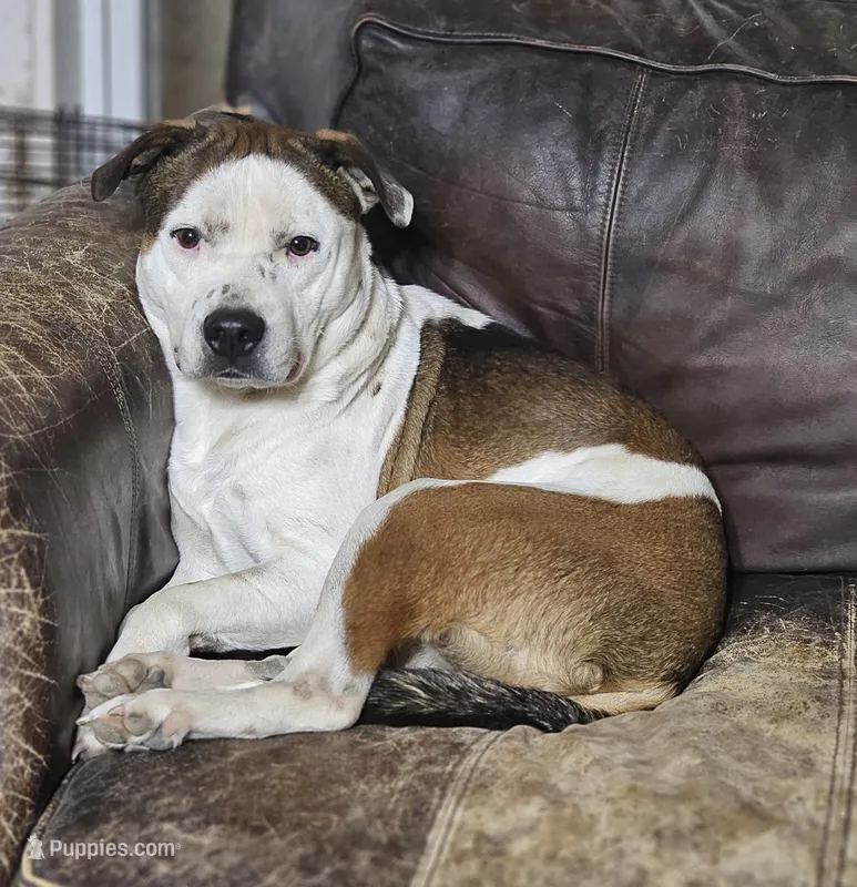 Rex – Australian Cattle Dog, Boxer puppy for sale in Douglass, KS