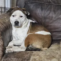 Rex, a male Australian Cattle Dog and Boxer for sale in Douglass, KS – Photo 1 of 9