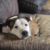 Rex, a male Australian Cattle Dog and Boxer for sale in Douglass, KS – Photo 4 of 9