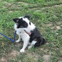 Grace, a female Border Collie and Great Pyrenees for sale in Douglass, KS – 4 of 4