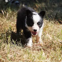 Iris, a female Border Collie for sale in Douglass, KS – 3 of 8