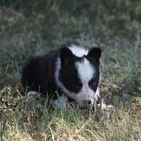 Iris, a female Border Collie for sale in Douglass, KS – 8 of 8