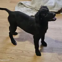 Rebel, a male Border Collie and Italian Greyhound for sale in Douglass, KS – 3 of 8