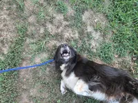 Oakley, a female Border Collie and Great Pyrenees for sale in Douglass, KS – 6 of 7