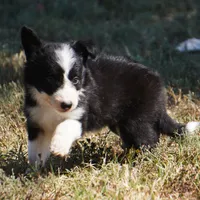 Ian, a male Border Collie for sale in Douglass, KS – 3 of 4
