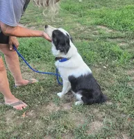 Grace, a female Border Collie and Great Pyrenees for sale in Douglass, KS – 2 of 4