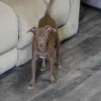 Reba, a female Chihuahua and Italian Greyhound for sale in Douglass, KS – 4 of 6