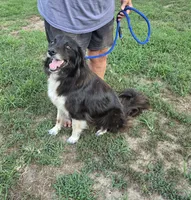 Oakley, a female Border Collie and Great Pyrenees for sale in Douglass, KS – 7 of 7
