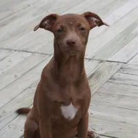 Reba, a female Chihuahua and Italian Greyhound for sale in Douglass, KS – 7 of 9
