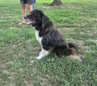 Oakley, a female Border Collie and Great Pyrenees for sale in Douglass, KS – 3 of 7