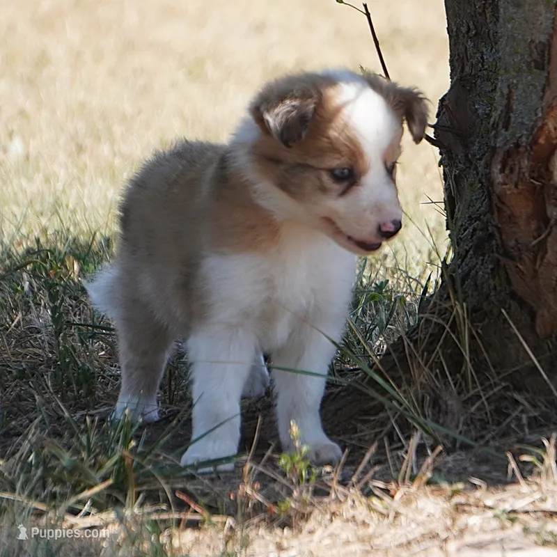 Isaac – Border Collie puppy for sale in Douglass, KS
