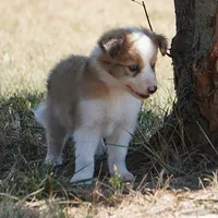 Isaac, a male Border Collie for sale in Douglass, KS – 1 of 4