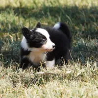Iris, a female Border Collie for sale in Douglass, KS – 7 of 8