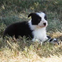 Isla, a female Border Collie for sale in Douglass, KS – 4 of 5