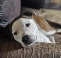 Rex, a male Australian Cattle Dog and Boxer for sale in Douglass, KS – 3 of 4