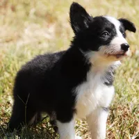 Ian, a male Border Collie for sale in Douglass, KS – 4 of 4