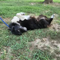 Oakley, a female Border Collie and Great Pyrenees for sale in Douglass, KS – 3 of 5