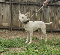 Pearl, a female American Pit Bull Terrier for sale in Douglass, KS – Photo 2 of 2