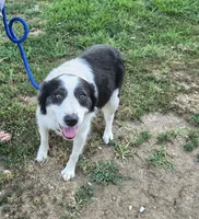 Grace, a female Border Collie and Great Pyrenees for sale in Douglass, KS – 3 of 4