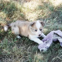 Isaac, a male Border Collie for sale in Douglass, KS – 4 of 4
