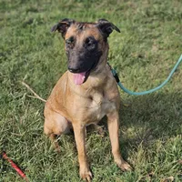 Mocha, a female Belgian Malinois and German Shepherd Dog for sale in Douglass, KS – Photo 6 of 8
