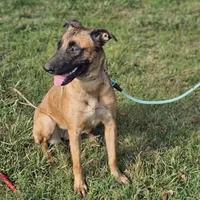 Mocha, a female Belgian Malinois and German Shepherd Dog for sale in Douglass, KS – Photo 3 of 8
