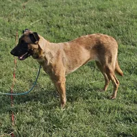 Mocha, a female Belgian Malinois and German Shepherd Dog for sale in Douglass, KS – Photo 2 of 8